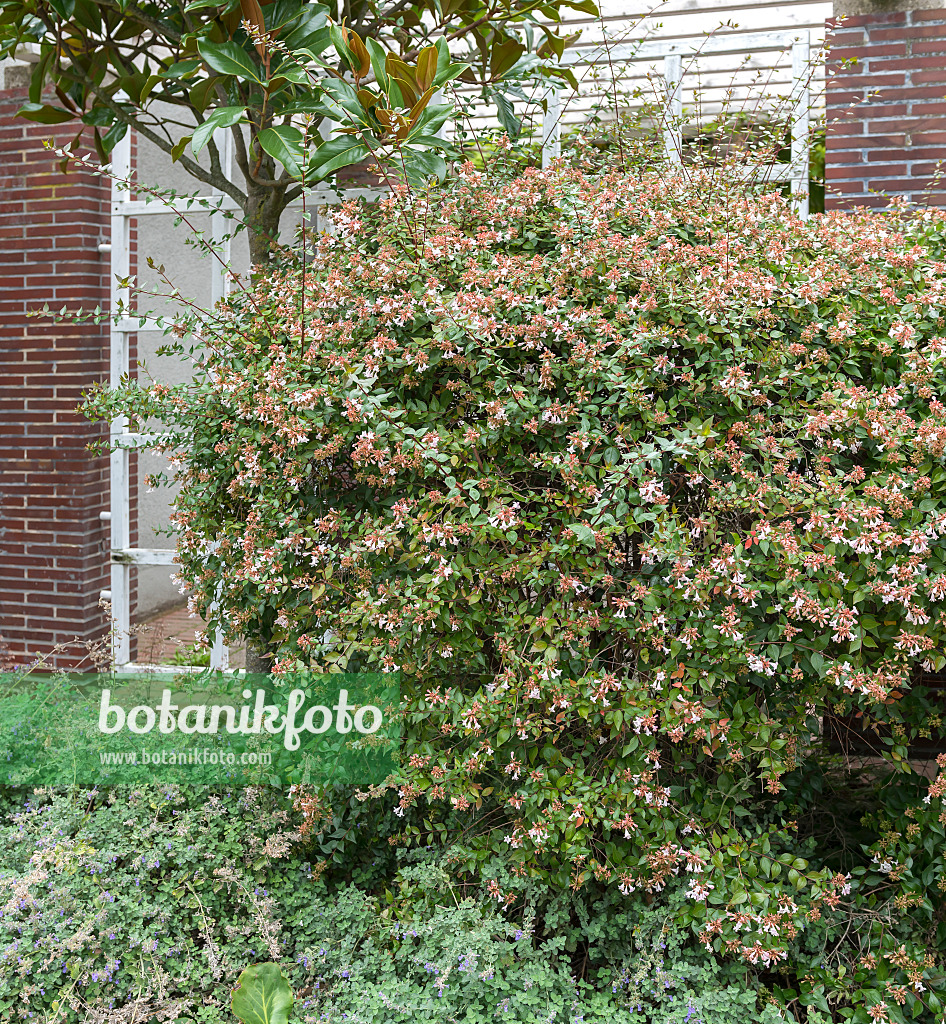 625100 - Glossy abelia (Abelia x grandiflora)