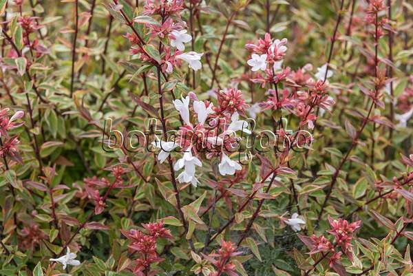 635002 - Glossy abelia (Abelia x grandiflora 'Sarabande')