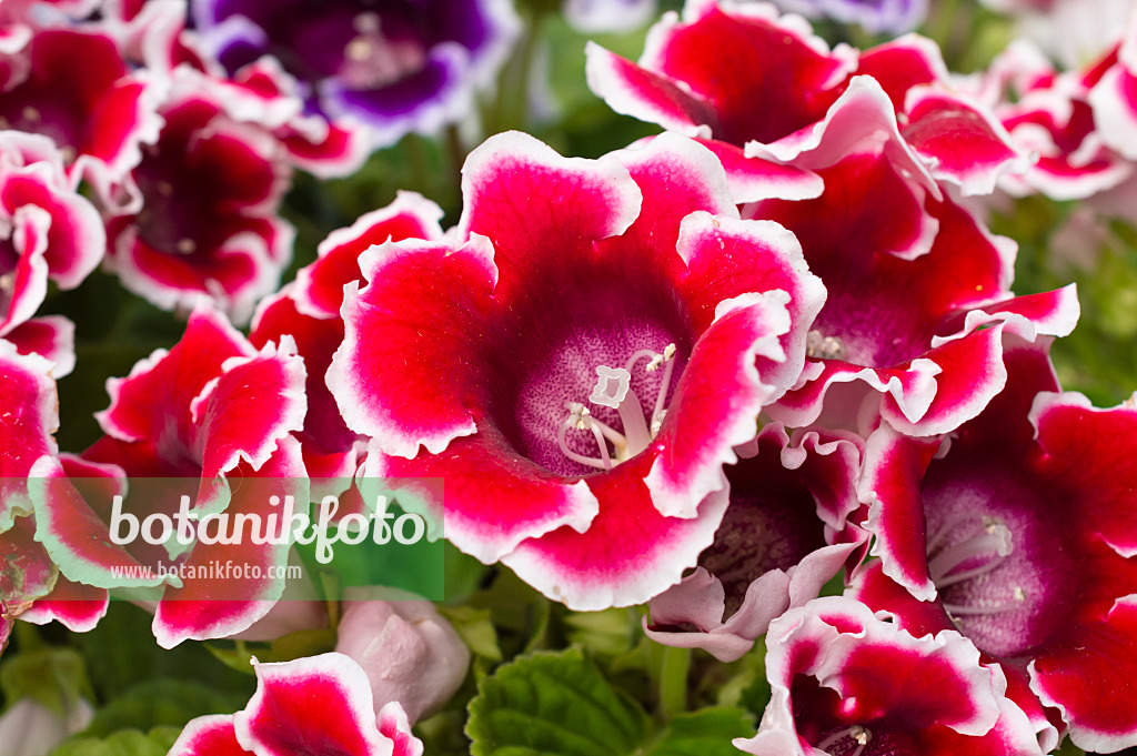 512039 - Gloxinia (Sinningia)