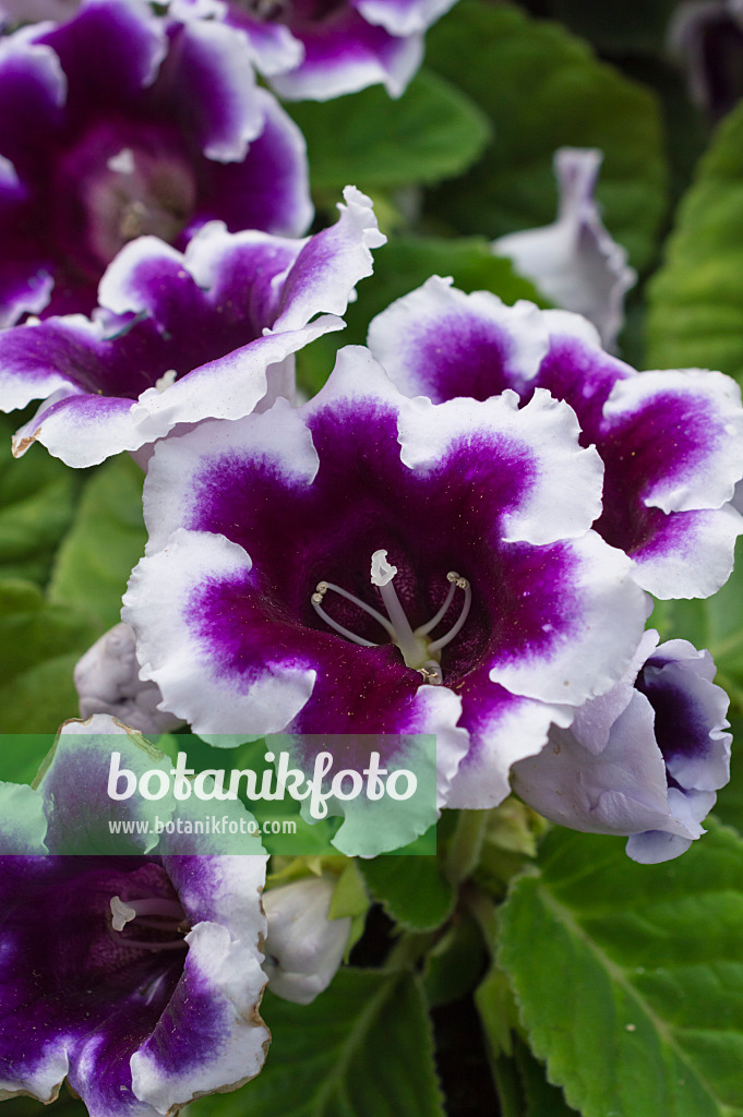 512040 - Gloxinia (Sinningia)