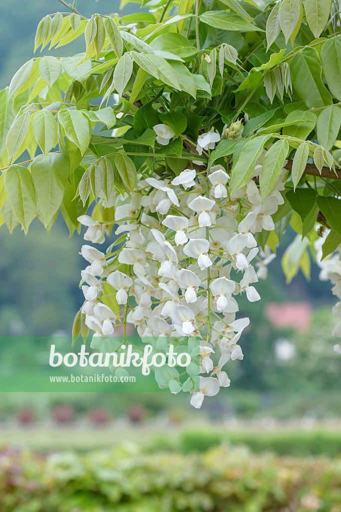 607225 - Glycine floribonde (Wisteria brachybotrys 'Shiro-kapitan')