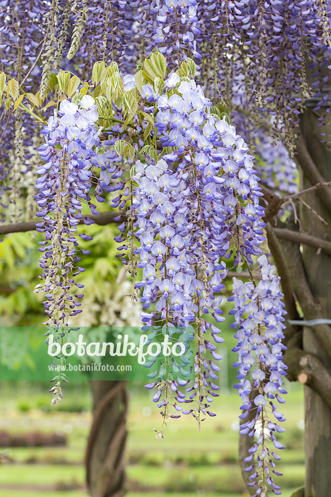 638388 - Glycine floribonde (Wisteria floribunda 'Blue Dream')