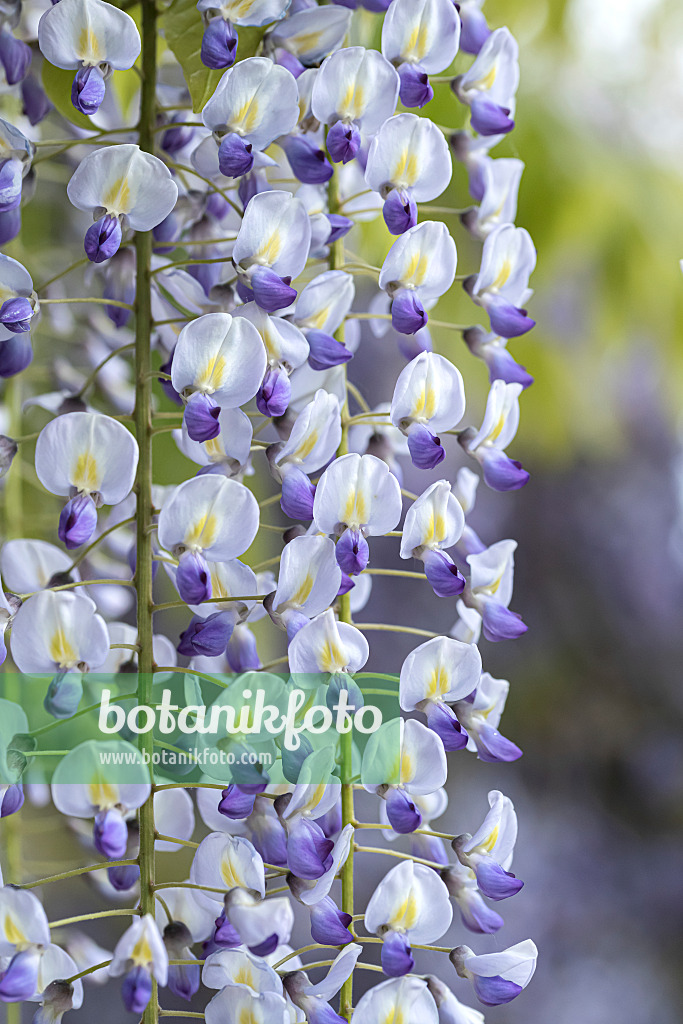 607234 - Glycine floribonde (Wisteria floribunda 'Multijuga')