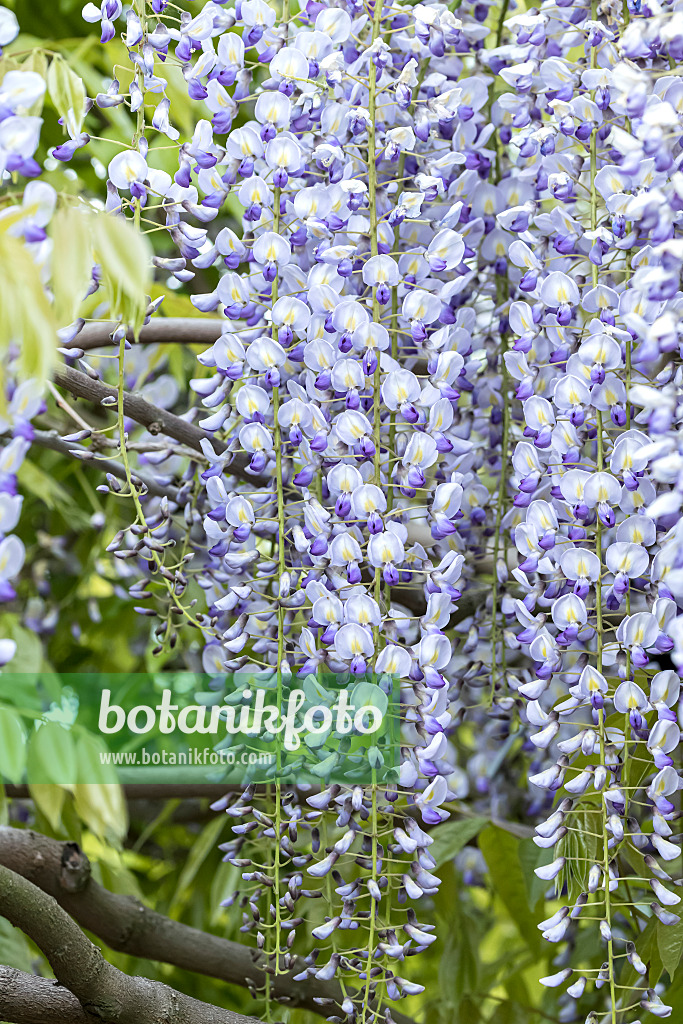 607235 - Glycine floribonde (Wisteria floribunda 'Multijuga')