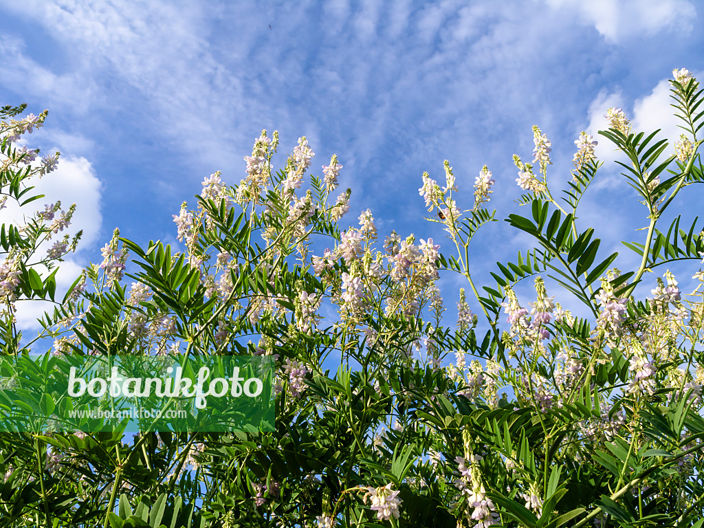 426336 - Goat's rue (Galega officinalis)