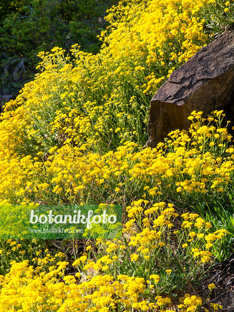 448026 - Golden alyssum (Aurinia saxatilis syn. Alyssum saxatile)