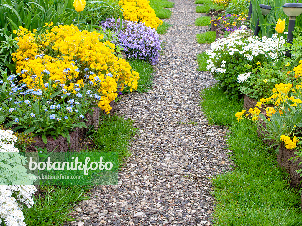 484164 - Golden alyssum (Aurinia saxatilis syn. Alyssum saxatile), moss phlox (Phlox subulata) and evergreen candytuft (Iberis sempervirens)