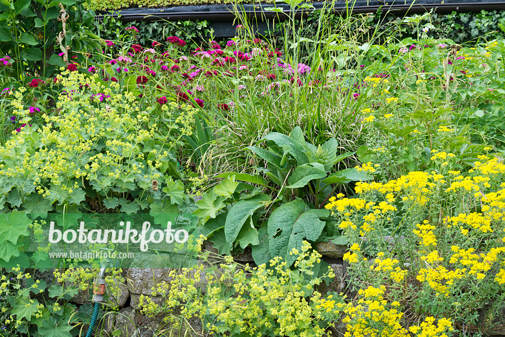 557043 - Golden alyssum (Aurinia saxatilis syn. Alyssum saxatile), lady's mantles (Alchemilla) and sweet William (Dianthus barbatus)