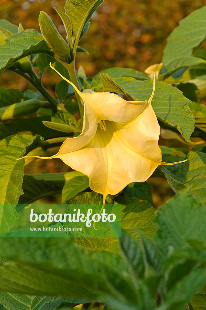 488143 - Golden angel's trumpet (Brugmansia aurea)