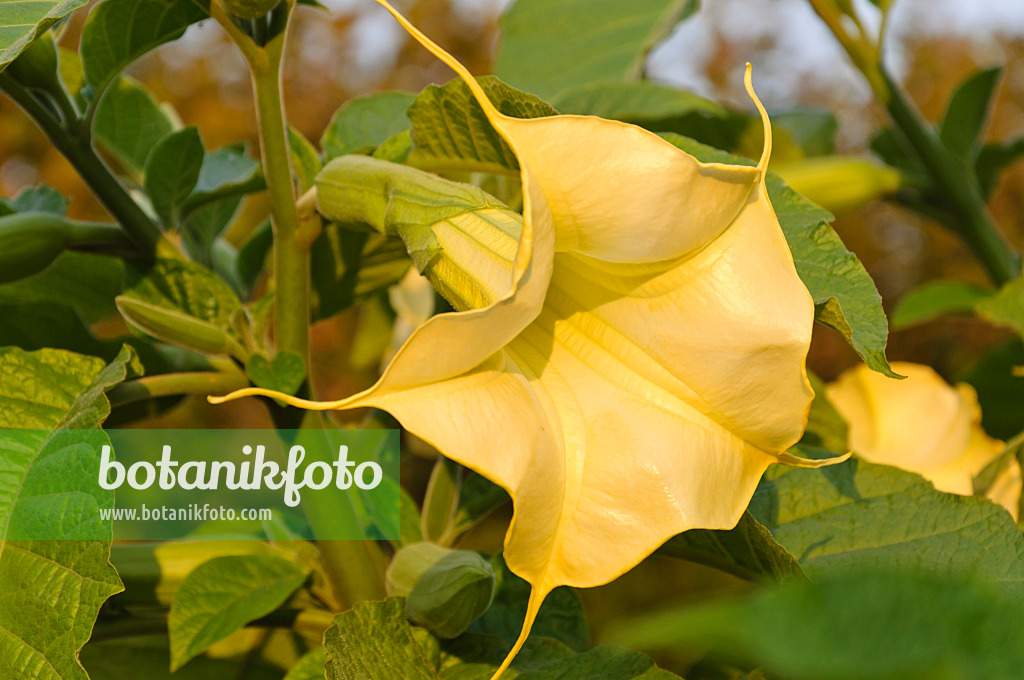 488144 - Golden angel's trumpet (Brugmansia aurea)