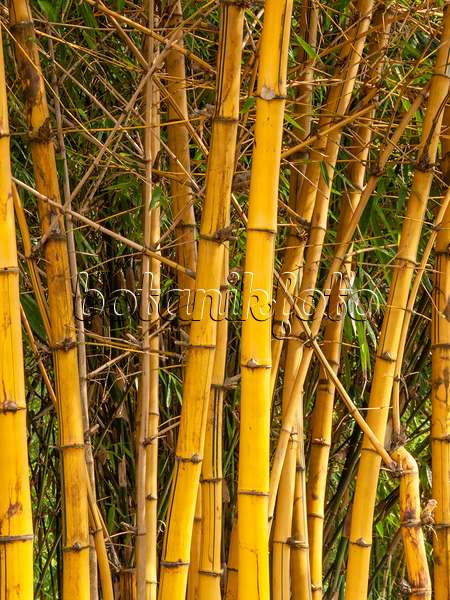 411265 - Golden bamboo (Bambusa vulgaris)