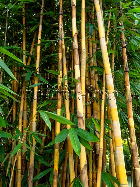 434114 - Golden bamboo (Bambusa vulgaris)