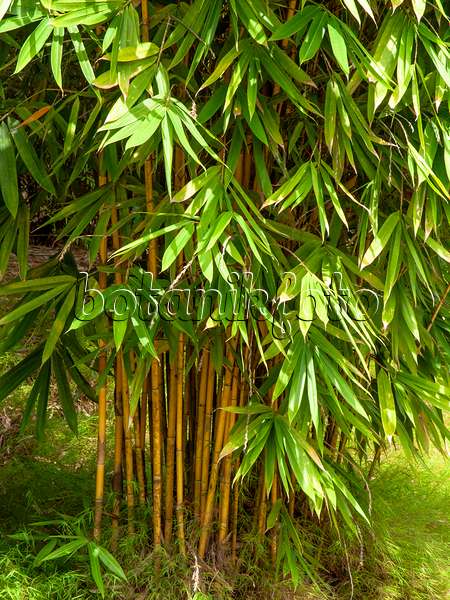 434209 - Golden bamboo (Bambusa vulgaris)
