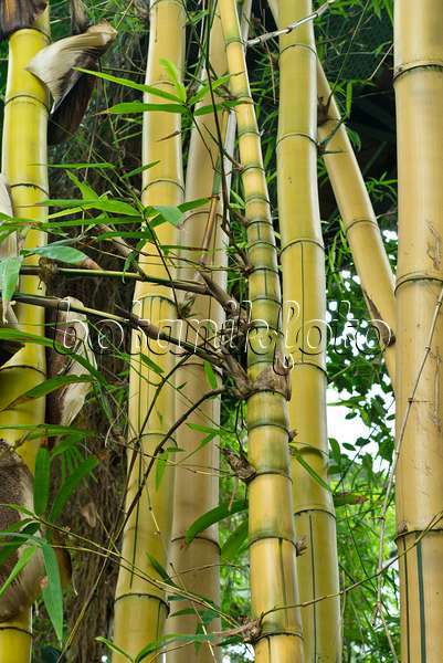 554018 - Golden bamboo (Bambusa vulgaris)
