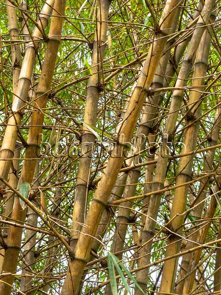 434215 - Golden bamboo (Bambusa vulgaris 'Vittata')