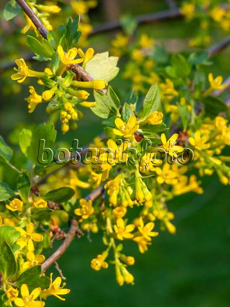448015 - Golden currant (Ribes aureum)