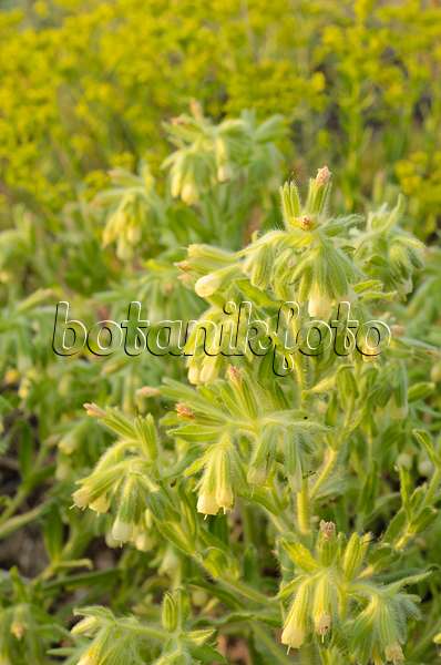 508544 - Golden drop (Onosma arenaria)