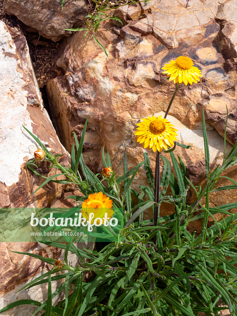 455326 - Golden everlasting (Xerochrysum bracteatum syn. Helichrysum bracteatum)