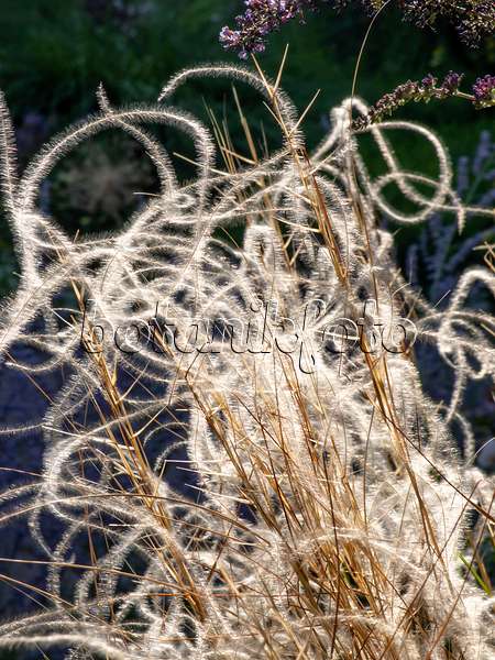 439383 - Golden feather grass (Stipa pulcherrima 'Barbata')