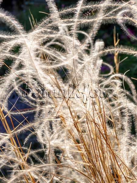 439384 - Golden feather grass (Stipa pulcherrima 'Barbata')