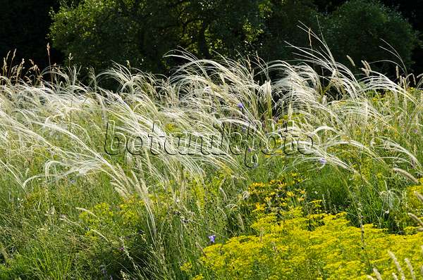 521128 - Golden feather grass (Stipa pulcherrima) and Seguier's spurge (Euphorbia seguieriana)