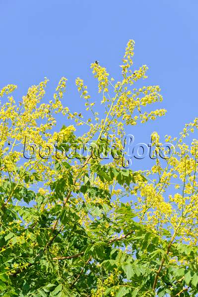 486148 - Golden rain tree (Koelreuteria paniculata)