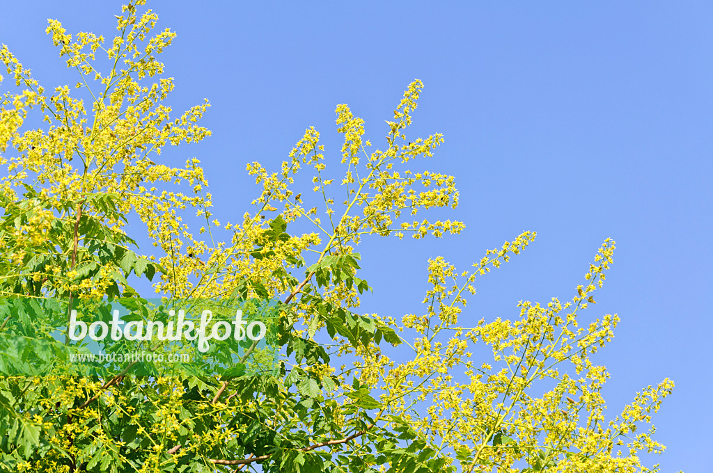 486149 - Golden rain tree (Koelreuteria paniculata)