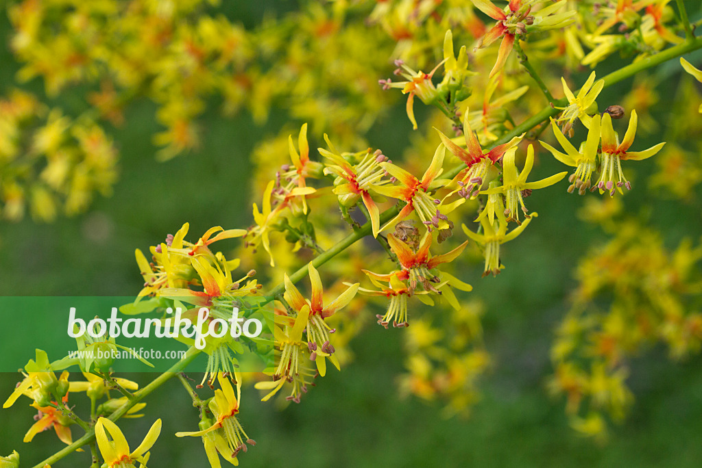 558336 - Golden rain tree (Koelreuteria paniculata)