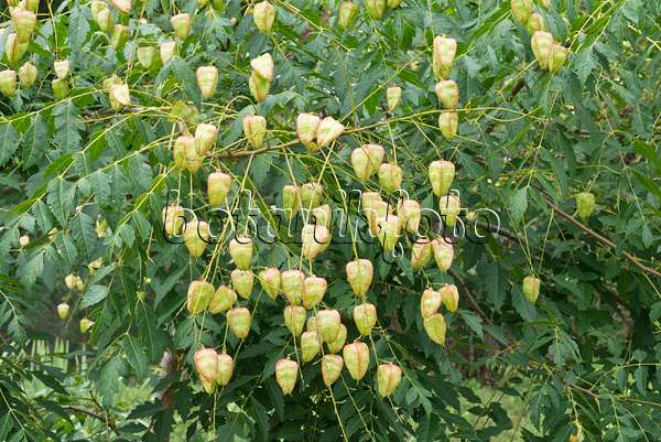 559115 - Golden rain tree (Koelreuteria paniculata var. apiculata)