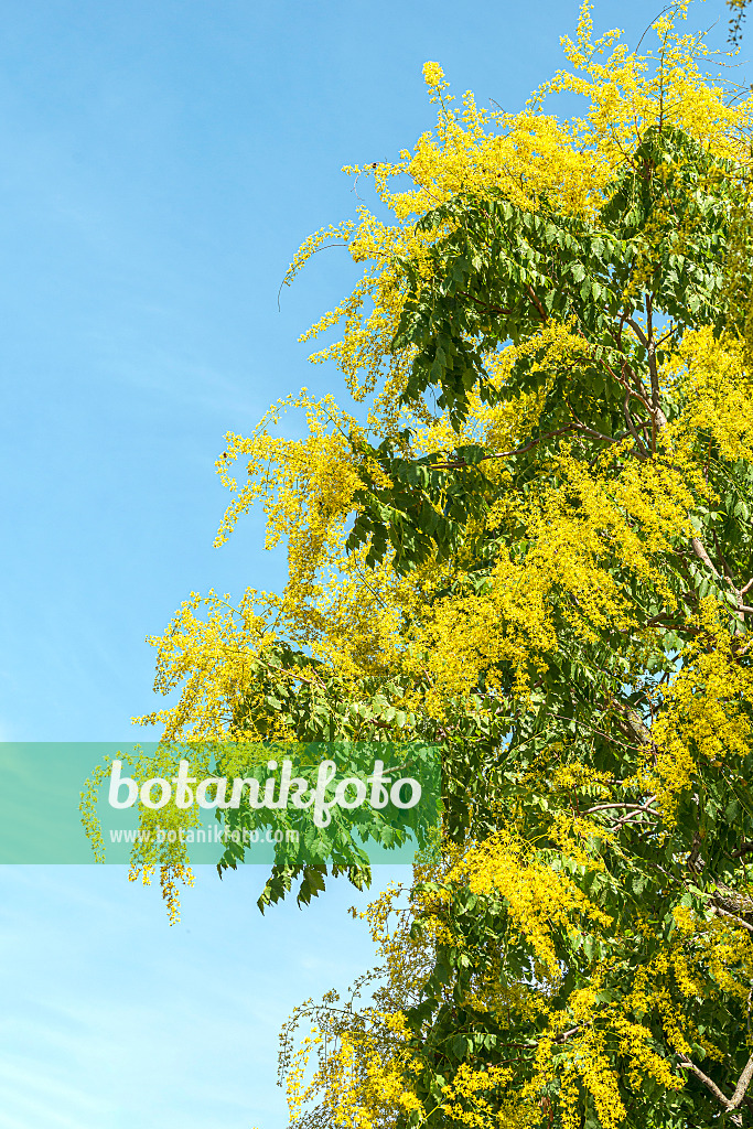 616248 - Golden rain tree (Koelreuteria paniculata)