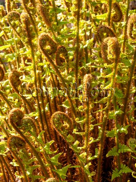 459049 - Golden shield fern (Dryopteris affinis)