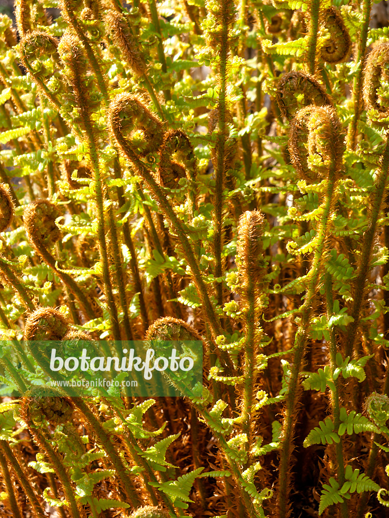 459049 - Golden shield fern (Dryopteris affinis)