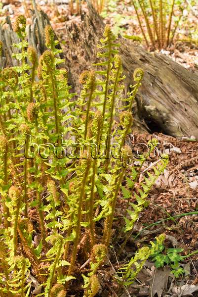 556094 - Golden shield fern (Dryopteris affinis)