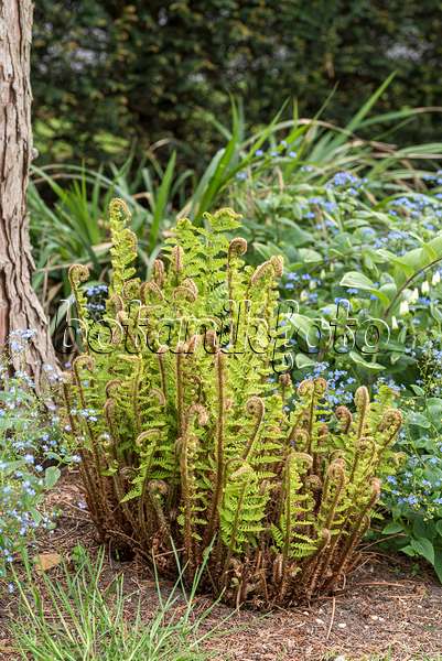 625186 - Golden shield fern (Dryopteris affinis 'Crispa')