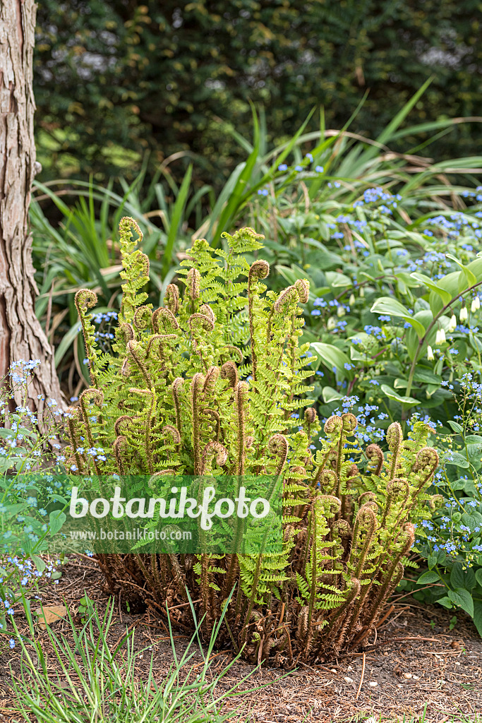 625186 - Golden shield fern (Dryopteris affinis 'Crispa')