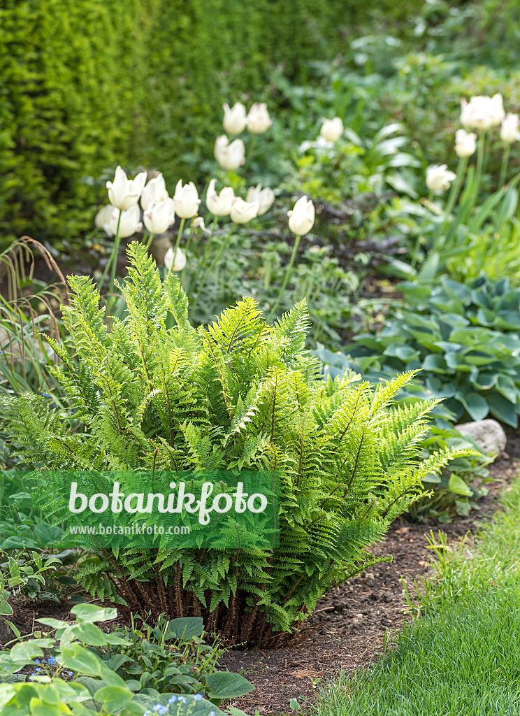 625187 - Golden shield fern (Dryopteris affinis 'Crispa')