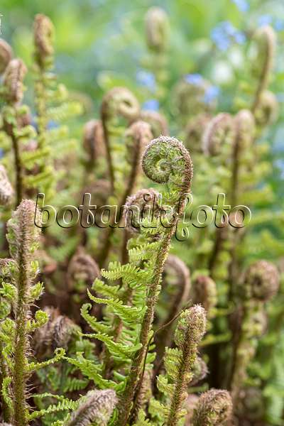 651223 - Golden shield fern (Dryopteris affinis 'Crispa')
