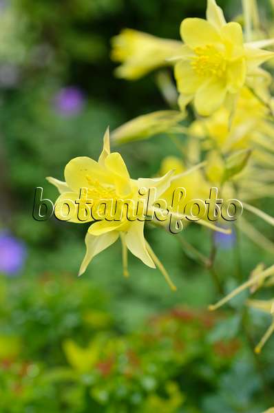 497024 - Golden spurred columbine (Aquilegia chrysantha 'Yellow Queen')