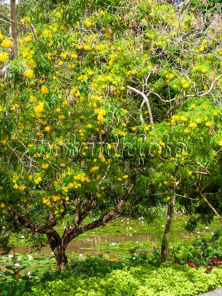 434046 - Golden trumpet tree (Tabebuia chrysantha)
