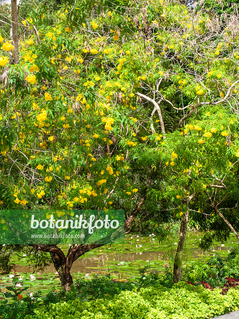 434046 - Golden trumpet tree (Tabebuia chrysantha)