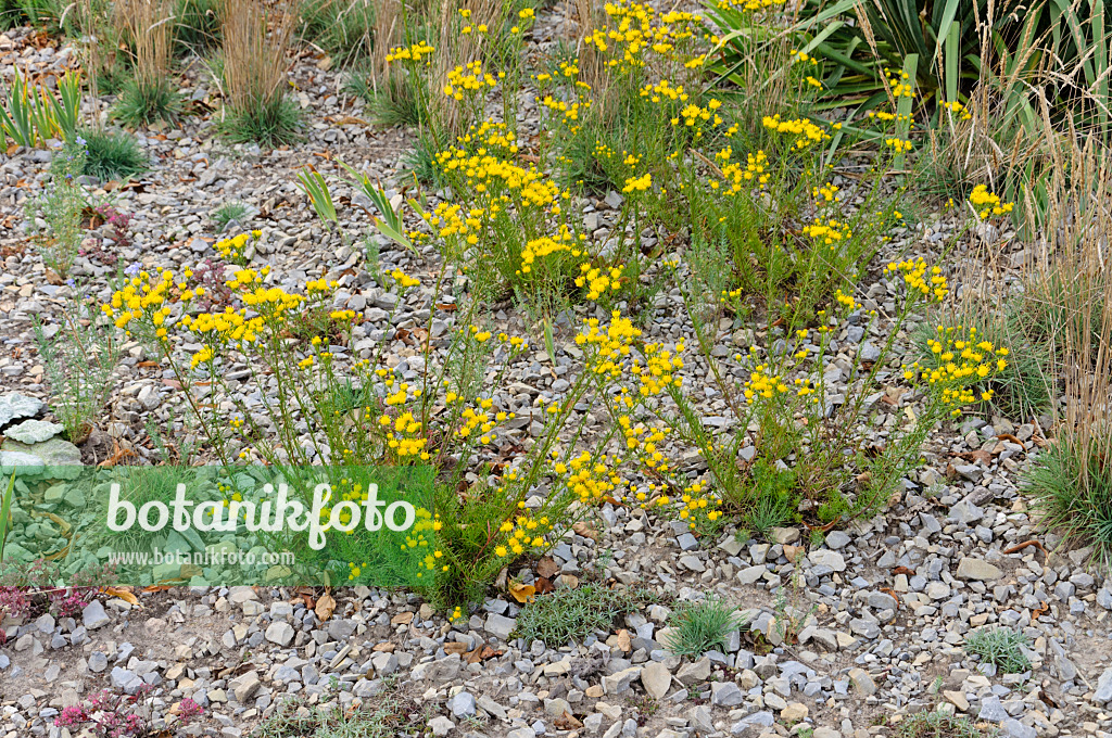 476142 - Goldilocks (Aster linosyris)