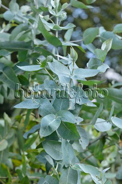 560008 - Gommier bleu (Eucalyptus globulus)