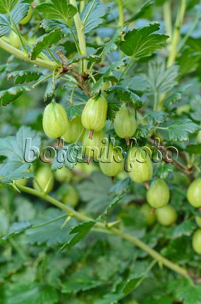 497050 - Gooseberry (Ribes uva-crispa)