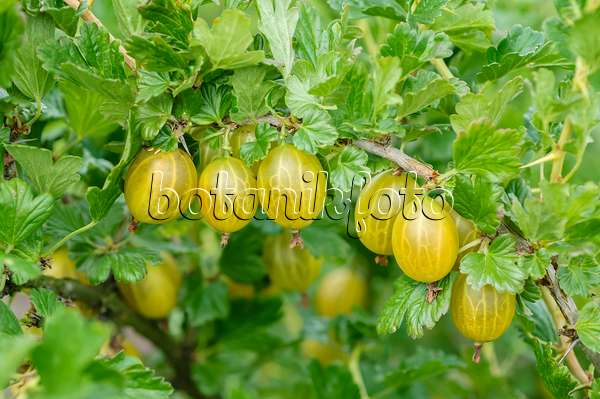 593189 - Gooseberry (Ribes uva-crispa 'Gelbe Triumph')