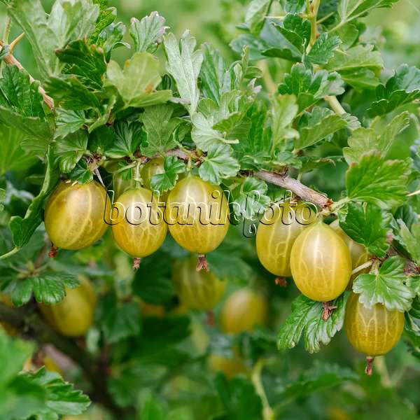 454083 - Gooseberry (Ribes uva-crispa 'Gelbe Triumphbeere')
