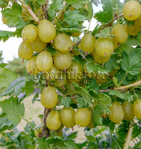 547274 - Gooseberry (Ribes uva-crispa 'Invicta')