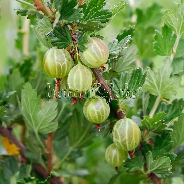 454084 - Gooseberry (Ribes uva-crispa 'Mucurines')