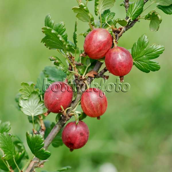 454085 - Gooseberry (Ribes uva-crispa 'Pax')