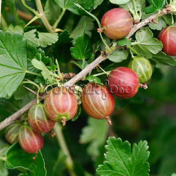 454086 - Gooseberry (Ribes uva-crispa 'Redeva')