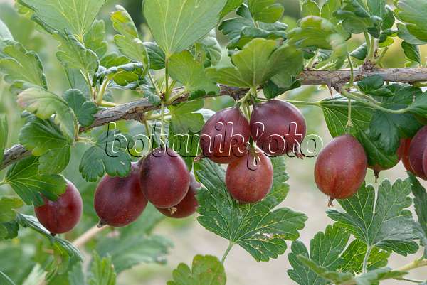 558237 - Gooseberry (Ribes uva-crispa 'Redeva')